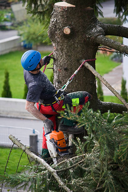 How Our Tree Care Process Works  in  Black Earth, WI