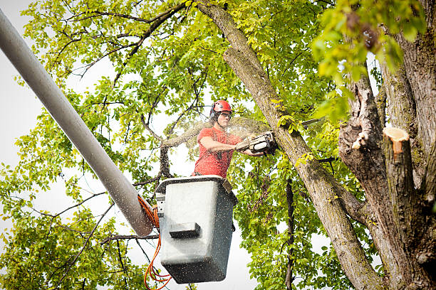 Best Tree Preservation Services  in Black Earth, WI